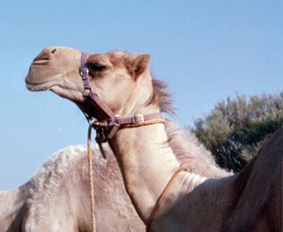 Camel-1.jpg (86501 bytes)